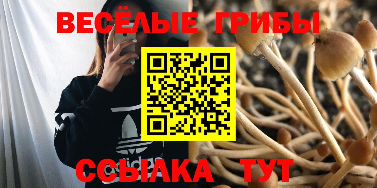 Псилоцибиновые грибы GOLDEN TEACHER  Вход с VPN  Ярославль 